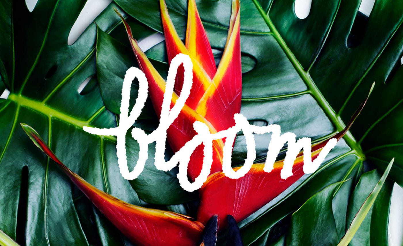 Bloom luscious